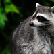 Not this raccoon, another one.